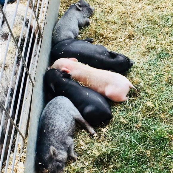 Fair fun!!! - Picture 2 of 6